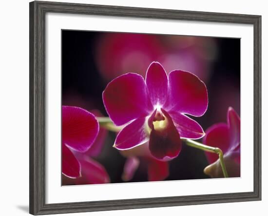 Taman Orchid, Kuala Lumpur, Malaysia-Michele Molinari-Framed Photographic Print