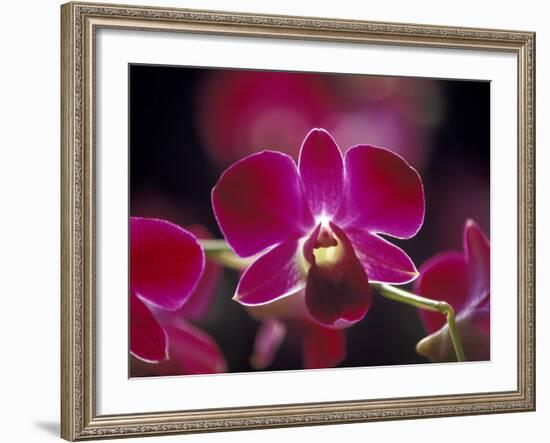 Taman Orchid, Kuala Lumpur, Malaysia-Michele Molinari-Framed Photographic Print