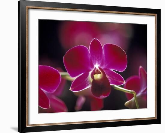 Taman Orchid, Kuala Lumpur, Malaysia-Michele Molinari-Framed Photographic Print