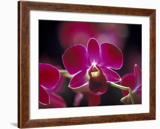 Taman Orchid, Kuala Lumpur, Malaysia-Michele Molinari-Framed Photographic Print