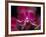 Taman Orchid, Kuala Lumpur, Malaysia-Michele Molinari-Framed Photographic Print