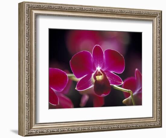 Taman Orchid, Kuala Lumpur, Malaysia-Michele Molinari-Framed Photographic Print