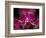 Taman Orchid, Kuala Lumpur, Malaysia-Michele Molinari-Framed Photographic Print