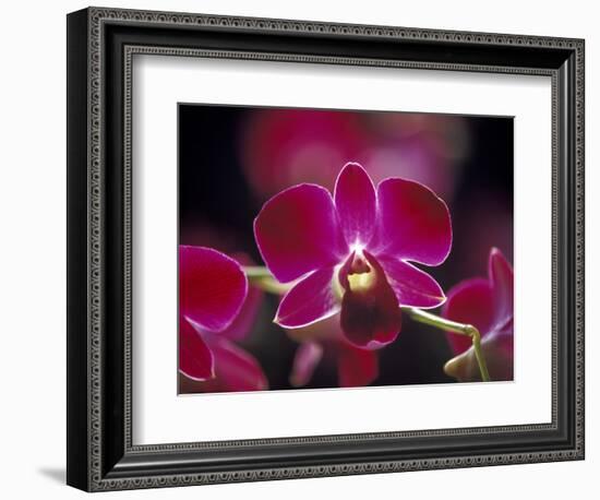 Taman Orchid, Kuala Lumpur, Malaysia-Michele Molinari-Framed Photographic Print