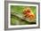 Tamarin Monkey and Baby-Lantern Press-Framed Art Print