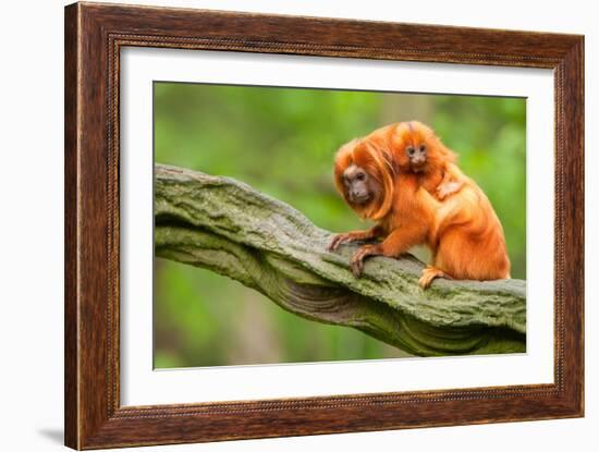Tamarin Monkey and Baby-Lantern Press-Framed Art Print
