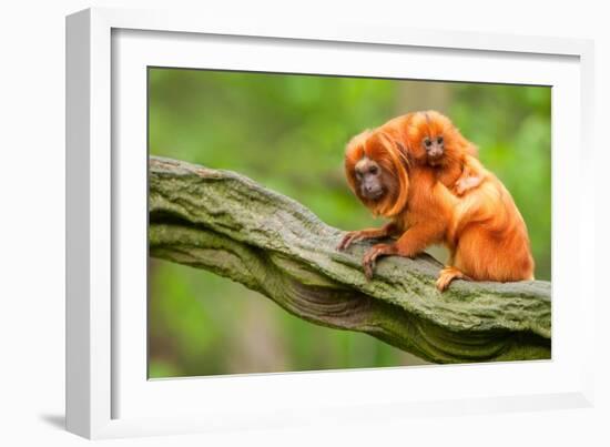 Tamarin Monkey and Baby-Lantern Press-Framed Art Print