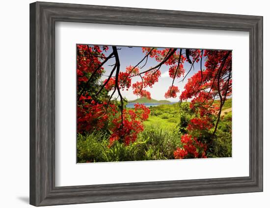 Tamarind Bay View, Culebra Island, Puerto Rico-George Oze-Framed Photographic Print