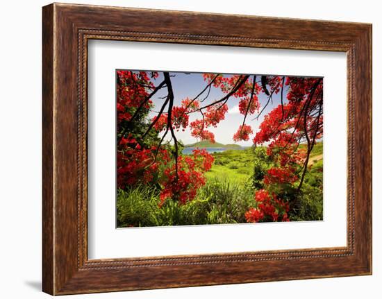 Tamarind Bay View, Culebra Island, Puerto Rico-George Oze-Framed Photographic Print