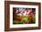 Tamarind Bay View, Culebra Island, Puerto Rico-George Oze-Framed Photographic Print