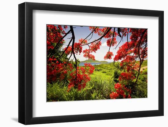 Tamarind Bay View, Culebra Island, Puerto Rico-George Oze-Framed Photographic Print