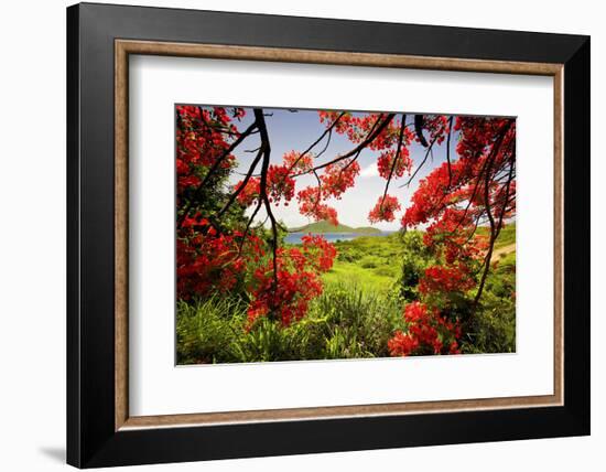 Tamarind Bay View, Culebra Island, Puerto Rico-George Oze-Framed Photographic Print