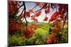 Tamarind Bay View, Culebra Island, Puerto Rico-George Oze-Mounted Photographic Print