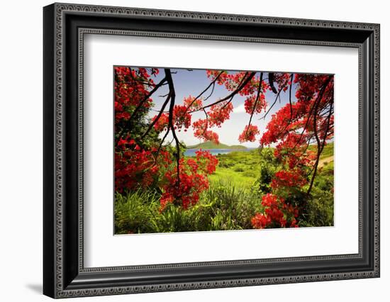 Tamarind Bay View, Culebra Island, Puerto Rico-George Oze-Framed Photographic Print