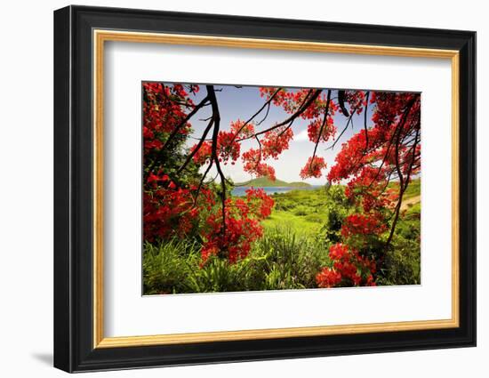 Tamarind Bay View, Culebra Island, Puerto Rico-George Oze-Framed Photographic Print