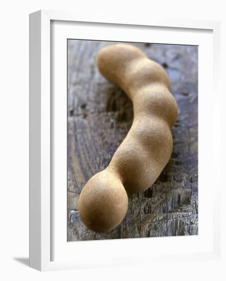 Tamarind-Nicolas Leser-Framed Photographic Print