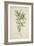 Tamarindus Indica Linn, 1800-10-null-Framed Giclee Print