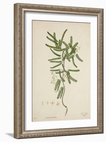 Tamarindus Indica Linn, 1800-10-null-Framed Giclee Print