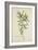 Tamarindus Indica Linn, 1800-10-null-Framed Giclee Print