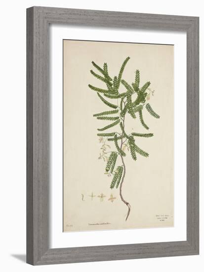 Tamarindus Indica Linn, 1800-10-null-Framed Giclee Print