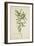 Tamarindus Indica Linn, 1800-10-null-Framed Giclee Print