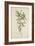Tamarindus Indica Linn, 1800-10-null-Framed Giclee Print