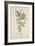 Tamarindus Indica Linn, 1800-10-null-Framed Giclee Print