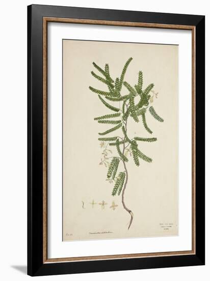 Tamarindus Indica Linn, 1800-10-null-Framed Giclee Print