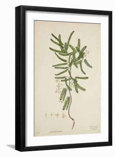 Tamarindus Indica Linn, 1800-10-null-Framed Giclee Print