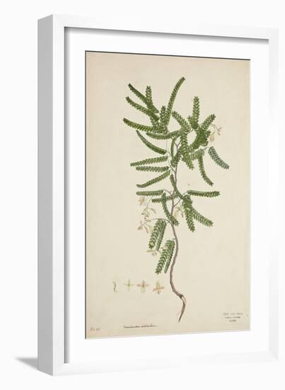 Tamarindus Indica Linn, 1800-10-null-Framed Giclee Print