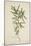 Tamarindus Indica Linn, 1800-10-null-Mounted Giclee Print