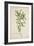 Tamarindus Indica Linn, 1800-10-null-Framed Giclee Print