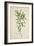 Tamarindus Indica Linn, 1800-10-null-Framed Giclee Print