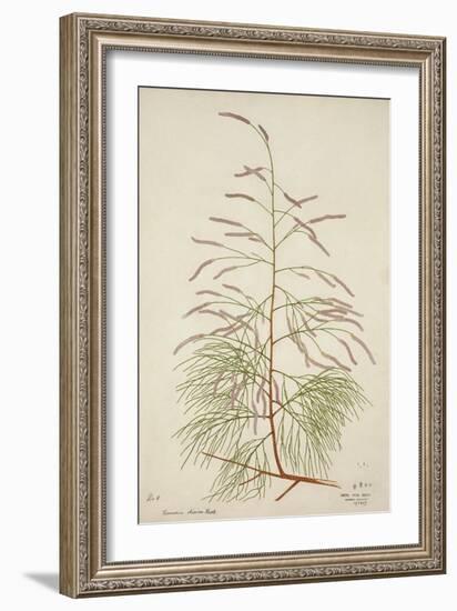 Tamarix Dioica Roxb, 1800-10-null-Framed Giclee Print