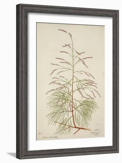 Tamarix Dioica Roxb, 1800-10-null-Framed Giclee Print