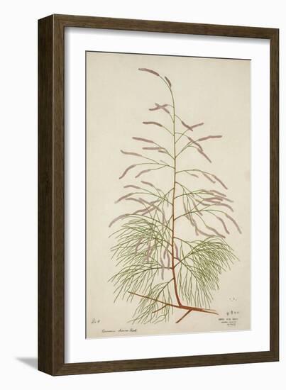 Tamarix Dioica Roxb, 1800-10-null-Framed Giclee Print