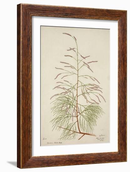 Tamarix Dioica Roxb, 1800-10-null-Framed Giclee Print