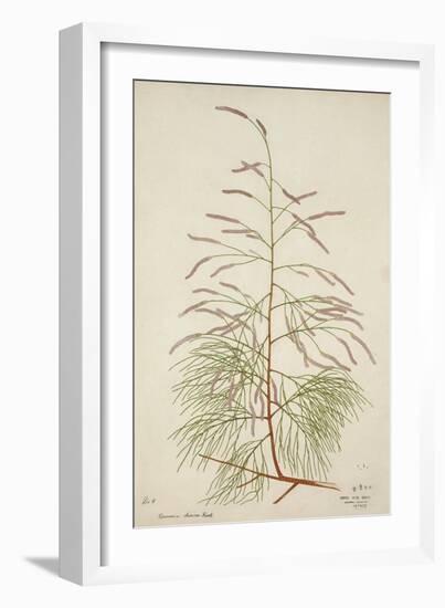 Tamarix Dioica Roxb, 1800-10--Framed Giclee Print