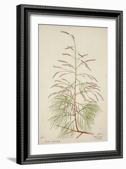 Tamarix Dioica Roxb, 1800-10-null-Framed Giclee Print