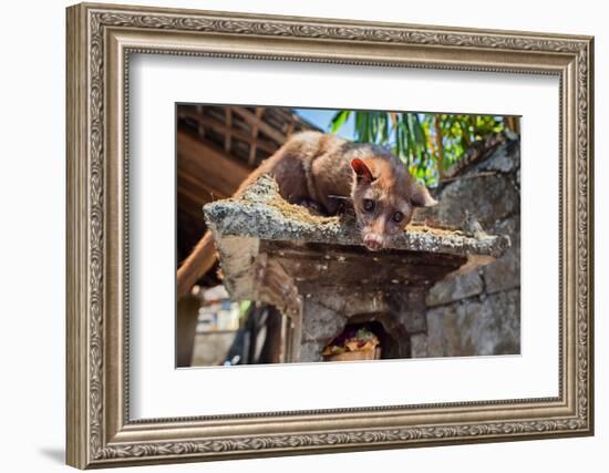 Tame Luwak Sitting on Temple Top - Wild Viverra Living in Forests on Bali Island, Make Most Expensi-Tropical studio-Framed Photographic Print