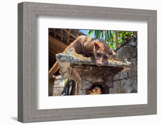 Tame Luwak Sitting on Temple Top - Wild Viverra Living in Forests on Bali Island, Make Most Expensi-Tropical studio-Framed Photographic Print