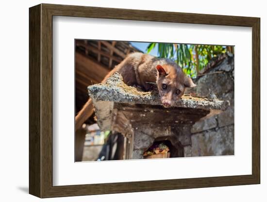 Tame Luwak Sitting on Temple Top - Wild Viverra Living in Forests on Bali Island, Make Most Expensi-Tropical studio-Framed Photographic Print