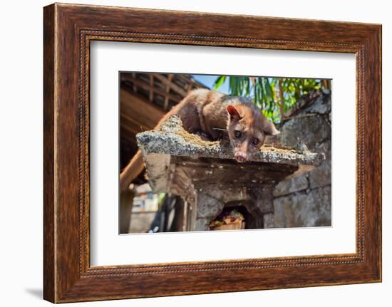 Tame Luwak Sitting on Temple Top - Wild Viverra Living in Forests on Bali Island, Make Most Expensi-Tropical studio-Framed Photographic Print