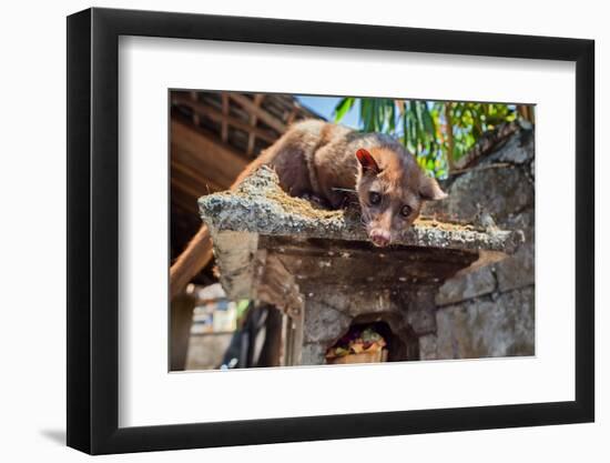 Tame Luwak Sitting on Temple Top - Wild Viverra Living in Forests on Bali Island, Make Most Expensi-Tropical studio-Framed Photographic Print