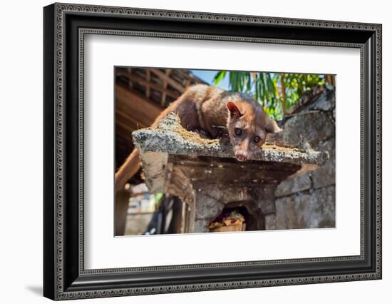 Tame Luwak Sitting on Temple Top - Wild Viverra Living in Forests on Bali Island, Make Most Expensi-Tropical studio-Framed Photographic Print