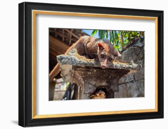 Tame Luwak Sitting on Temple Top - Wild Viverra Living in Forests on Bali Island, Make Most Expensi-Tropical studio-Framed Photographic Print