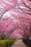 Sakura Path-tamikosan-Framed Photographic Print