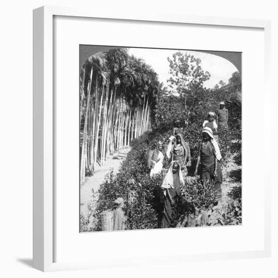 Tamil Women Picking Tea on Sir Thomas Lipton's Estate, Polgahawela, Sri Lanka, 1903-Underwood & Underwood-Framed Giclee Print