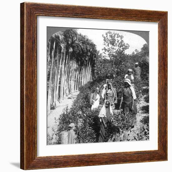 Tamil Women Picking Tea on Sir Thomas Lipton's Estate, Polgahawela, Sri Lanka, 1903-Underwood & Underwood-Framed Giclee Print