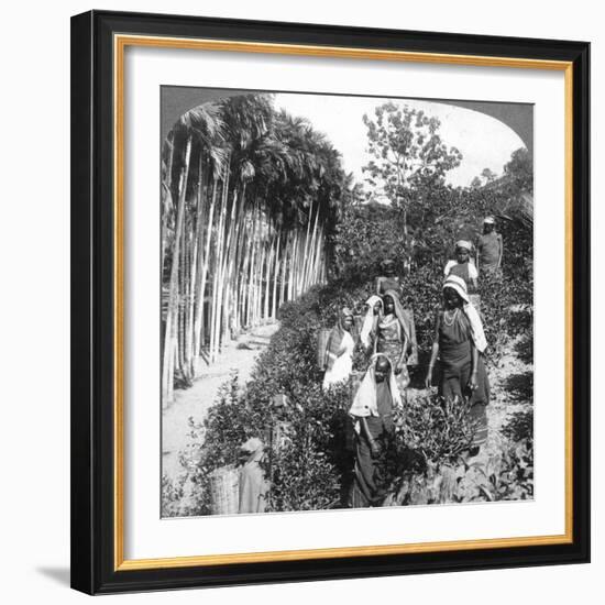 Tamil Women Picking Tea on Sir Thomas Lipton's Estate, Polgahawela, Sri Lanka, 1903-Underwood & Underwood-Framed Giclee Print